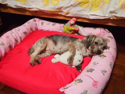 I saved oodles of money... because I just used a scrap piece of hot pink cloth, and an old teddy bear print flannel, plus the stuffing from ... Make A Dog Bed, Diy Dog Clothes, Quick Sew, Christmas Bows Diy, Old Teddy Bears, Dog Toy Basket, Teddy Bear Print, Animal Supplies, Dog Clothes Diy