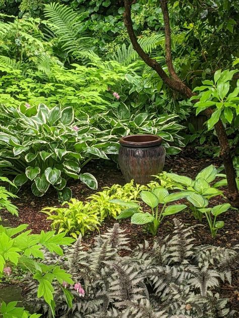 More in Sally’s Maryland Garden - FineGardening Sally Deadly Nightshade, Mary Reynolds Garden, Carex Ice Dance, Brookside Gardens Maryland, Coastal Maine Botanical Gardens, Dryopteris Marginalis, Stachys Byzantina, Autumn Fern, Geranium Macrorrhizum