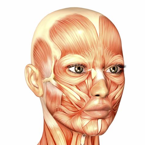 A drawing of the muscles of a woman's face. Face Muscles Anatomy, Muscle Diagram, Head Muscles, Muscles Of The Face, Face Anatomy, Zombie Art, Muscle Anatomy, Face Exercises, Diagram Design