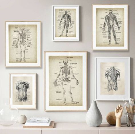 Physiotherapy Room Decor, Physio Clinic, Anatomy Wall Art, Modern Study Rooms, Doctor Clinic, Massage Room Decor, Studio Medico, Medical Decor, Clinic Decor