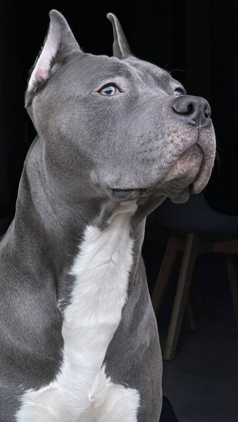 Pretty Pitbulls, Amstaff Blue, Grey Pitbull, Pitbull Dog Puppy, Pitbull Dog Breed, Rare Dogs, Pitbull Art, Blue Nose Pitbull, Conway Twitty