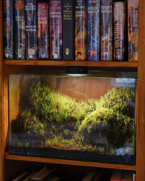 Terrarium Shelf, Fish Tank Terrarium, Fish Tank Design, Plant Projects, Moss Terrarium, Moss Garden, Vivarium, Terrarium Plants, Room With Plants