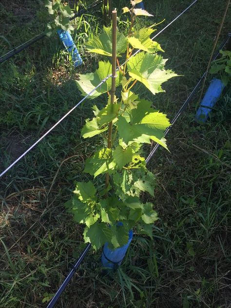 Backyard Vineyard Ideas, Berry Ideas, Backyard Vineyard, House In The Hamptons, Grape Tree, Grape Vineyard, White Grapes, Trellis System, Berry Garden