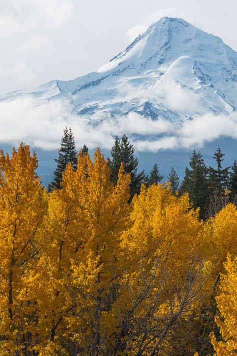 Fall In Oregon, Oregon In The Fall, Portland Oregon Fall Aesthetic, Portland Oregon Autumn, Autumn In Oregon, Portland Oregon Fall, Nature Oregon, Oregon Fall Foliage, Vine Maple