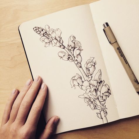 Snapdragons #instaart #instaartist #flower #sketchbook #sketch #art #drawing #moleskine #snapdragon #botanical #рисунок #набросок #цветы #скетч #рисую Snap Dragon Vine, Snapdragon Drawing, Snapdragon Tattoo, Flower Sketchbook, Snap Dragon, Vine Drawing, Snapdragon Flowers, Visual Library, Tattoo Board