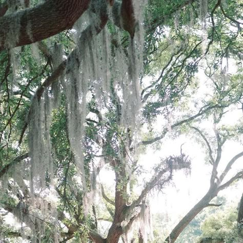 Style Me Pretty on Instagram: "In the heart of the Lowcountry, touches of southern charm allowed for this largely-attended wedding to feel intimate as can be! With whimsical florals and willow trees, the stage was set for memories to be made! See the link in our bio for an even deeper look!  Little Black Book Venue: @hewittoaks  Little Black Book Event Planning & Design: @hewittoaks  Little Black Book Floral Design: @hewittoaks  Little Black Book Catering & Cake: @hewittoaks  Photography: @jordanmikalcreative  Bridesmaids' Dresses: @showmeyourmumu Groom's Attire: @generationtux Wedding Dress: @whitemagnoliabridal  #weddingphotography #stylemepretty #weddingplanner #weddinginspiration #eventplanning #weddingday #weddingideas #weddings #weddingstyle #weddingdetails #weddingdress #weddingvenu Whimsical Florals, Southern Charm Wedding, Groom's Attire, Book Event, Willow Trees, Event Planning Design, Black Book, Willow Tree, Groom Attire