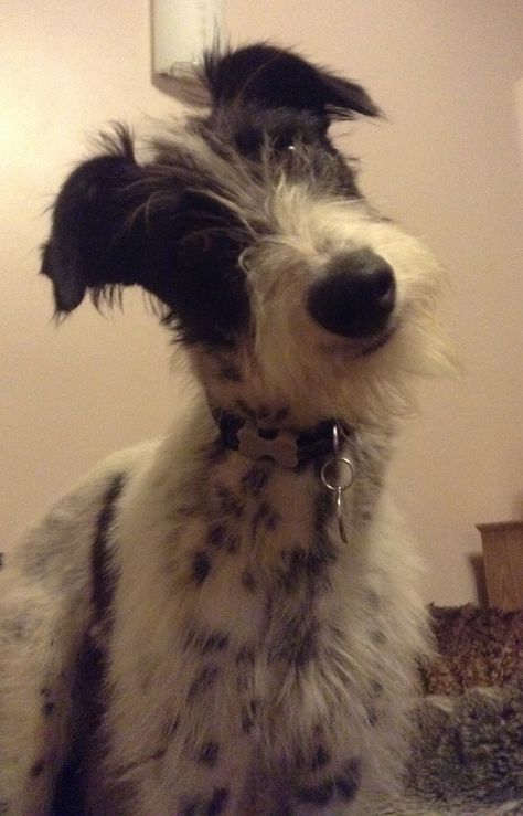 Lurcher Puppy, Miss My Dog, Hounds Of Love, Pretty Dog, Golden Doodles, Dog Ideas, Pretty Dogs, Canine Companions, Goldendoodle