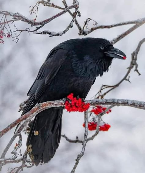 Raven Photography, Crow Photography, Crow Pictures, Crow Photos, Crow Flying, Crows Drawing, American Crow, Raven Bird, Crow Art