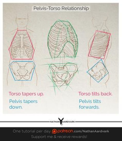 Tutorial 151 - Pelvis-Torso Relationship | Nathan Aardvark on Patreon Pelvis Anatomy, Anatomy Bones, Skeleton Anatomy, Male Figure Drawing, Anatomy Tutorial, Human Anatomy Drawing, Human Figure Drawing, Human Anatomy Art, Anatomy Sketches