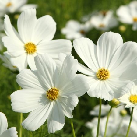 Cosmos Sensation, White Cosmos Flowers, Cosmos Plant, Ribble Valley, White Cosmos, Cosmos Flowers, White Plants, Flower Landscape, Annual Flowers