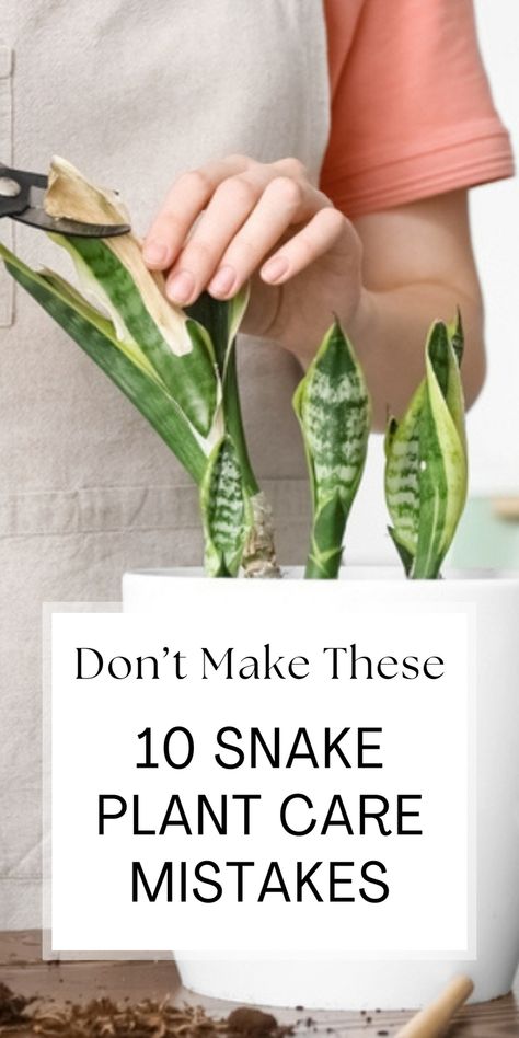 Don’t make these 10 snake plant care mistakes. Find out the most common errors plant parents make and how to avoid them for a healthy, thriving snake plant. Save this pin for later and click to learn more! Silver Snake Plant, How To Care For Snake Plant, Snake Plant Care Indoor, Plant In Bathroom, Repotting Snake Plant, Snake Plant Decor, Plant Remedies, Houseplants Decor, Snake Plant Care