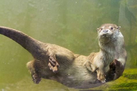 Otters are perfectly adapted for life in the water. Otter Tattoo, Otters Cute, Otter Love, Baby Otters, River Otter, Sea Otter, Animal Photo, Creature Design, Ferret