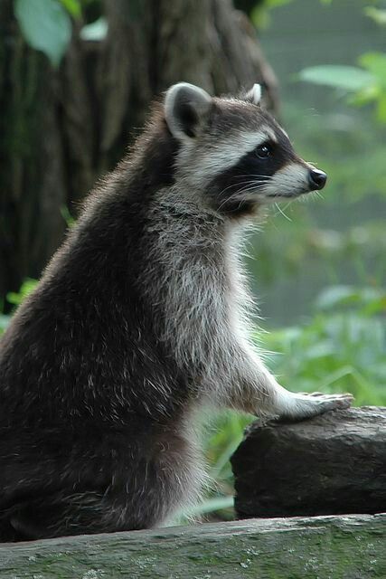 raccoon Raccoon Reference, Pensive Pose, Baby Racoon, Trash Pandas, Pet Raccoon, Cute Raccoon, Trash Panda, Racoon, Animal Wallpaper