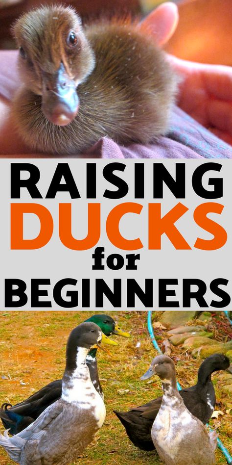 Raising Ducks: Get all the information on raising ducks on your homestead- from ducklings to adults Raising Ducks For Beginners, Ducks For Beginners, Duck Keeping, Duck Pens, Duck Feed, Raising Turkeys, Duck Stuff, Backyard Ducks, Duck Breeds