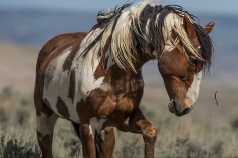 His name is Picasso ~ he is a wild stallion mustang ❤️ Contemporary Wildlife Art, Wild Stallion, Wild Horses Mustangs, Wild Horses Photography, Horse Markings, Mustang Horse, Power Animal, Wild Mustangs, Most Beautiful Horses