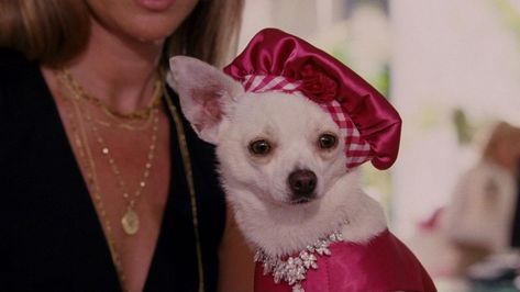 Beverly Hills Chihuahua, Chihuahua Clothes, Childhood Movies, What Dogs, Luxury Dog, Disney Films, Animals Of The World, Dog Names, I Love Dogs