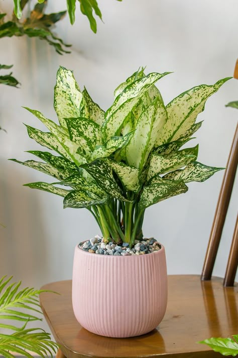 Leafy Plants Indoor, House Plant Reference, Aglaonema Plant Care, Chinese Evergreen Plant Care, Houseplants Aesthetic, Aglaonema Plant, Chinese Evergreen Plant, Indoor Plants Decor, Plantas Interior