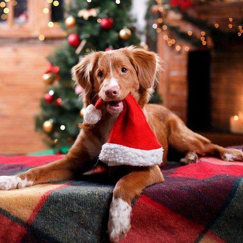 Merry Christmas from Bark Outlet!!! @barkoutlet Christmas Instagram Feed, Pet Santa Photos, Christmas Dog Photography, Christmas Dog Hat, Christmas Pet Photos, Holiday Pet Photos, Dog Christmas Photos, Dog Christmas Pictures, Christmas Instagram