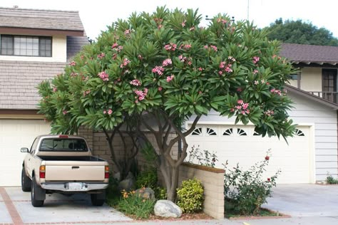 Plumarias Tree, Plumeria Tree Landscape Gardens, Tropical Flowering Trees, Plumeria Landscape, Plumeria Tree Landscape, Plumeria Landscaping Ideas, Plumeria Colors, Hawaiian Landscaping, Plumeria Pudica