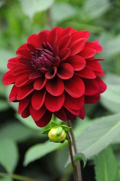 Dahlia Tubers, Very Beautiful Flowers, Flower Bulbs, Rare Flowers, Dahlia Flower, Bulb Flowers, Flowers Perennials, Beautiful Blooms, Flowers Nature