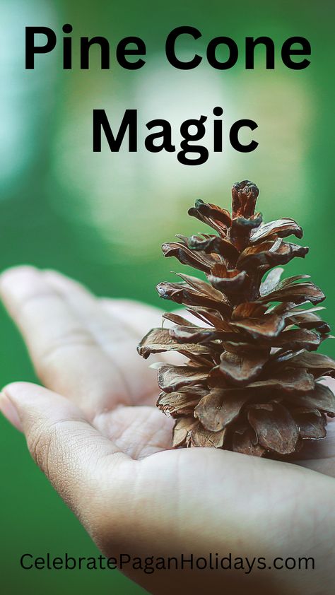 Person holding a pine cone Pine Tree Witchcraft, Pine Cones In Witchcraft, Pine Cone Magical Properties, Pinecone Spells, Pinecones Witchcraft, Pinecone Spiritual Meaning, Pine Cone Spiritual Meaning, Pinecone Meaning, Pinecone Witchcraft