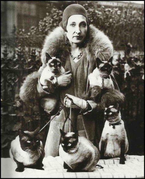 Cats Siamese, Cat People, Cat Posters, Vintage Cat, Siamese Cats, White Photo, Crazy Cat Lady, Beautiful Cats, Cat Photo