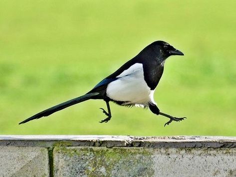 Eurasian Magpie, Magpie Art, Crow Art, Jackdaw, Raven Art, Crows Ravens, Australian Birds, Bird Pictures, Birds Of Prey