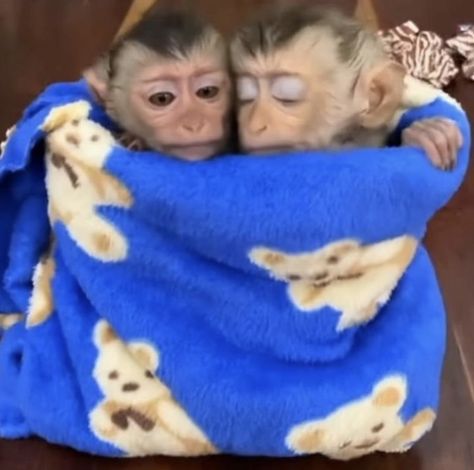 Me And My Monkey, Me And Bestie, Cute Monkeys, Cute Monkey Pictures, Two Monkeys, Monkey Love, Dora Funny, Monkey Pictures