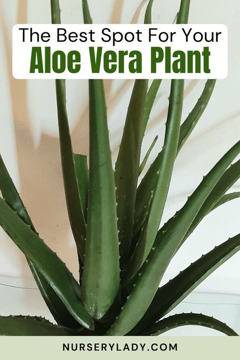 Best location for aloe vera -
Aloe vera sunlight needs -
Ideal spot for indoor succulents -
Growing aloe vera indoors -
Aloe vera plant placement -
Sunlight requirements for aloe vera -
Aloe vera light exposure -
Indoor plant light conditions -
Aloe vera window placement -
Outdoor aloe vera positioning - Propagate Aloe, Propagate Aloe Vera, Aloe Plant Care, Aloe Vera Care, Aloe Vera Plant, Aloe Plant, Planting, Aloe Vera