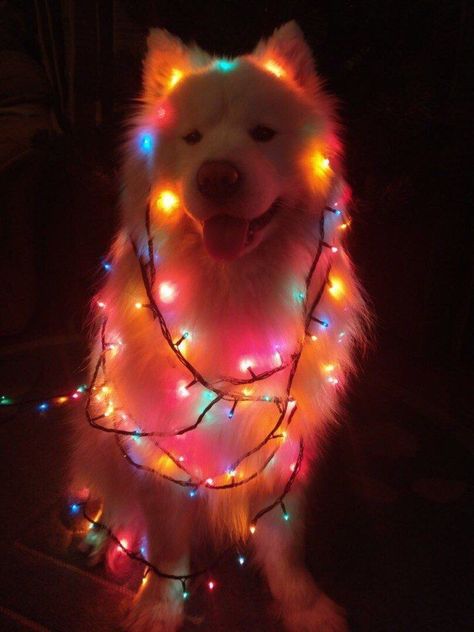 A Dog, Christmas Lights, Funny, Animals, Christmas, White