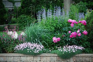 Amazing Pink, White, and Purple Perennial Garden This garden is just down the street, and it's a very nice one. It has some of my favorite plants: false indigo, peonies, dianthus, shasta daisies (though they aren't blooming yet). Also, a pretty magenta plant to the left here that I don't know. Peonies Garden Flower Beds, Peony Garden Landscaping, Peony Garden Design, Purple Perennials, Wind Garden, Flower Garden Layouts, Flower Garden Plans, Peony Garden, Flower Bed Ideas