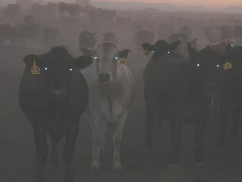 Creepy cows standing in the dark. Soon Meme, Cow Eyes, Scary Farm, Creepy Animals, Southern Gothic, Gothic Aesthetic, Funny Animal Pictures, Funny Animal, Animal Gifs