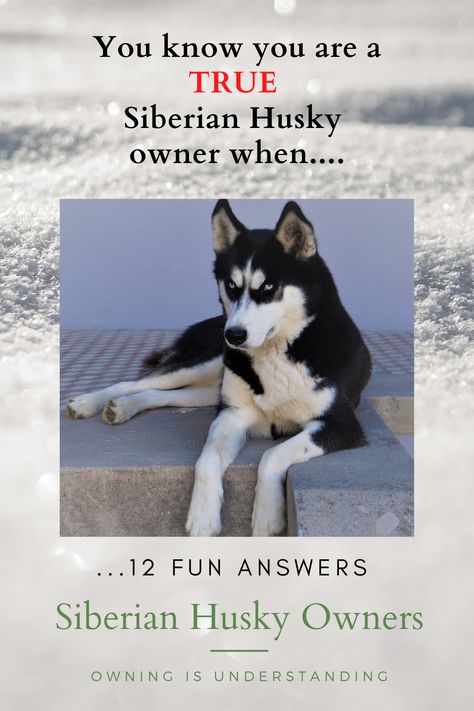 Siberian Husky Aesthetic, Wooly Siberian Husky, American Husky, Husky Care, Husky Quotes, Husky Puppy Training, Haski Dog, Fluffy Husky, Husky Facts