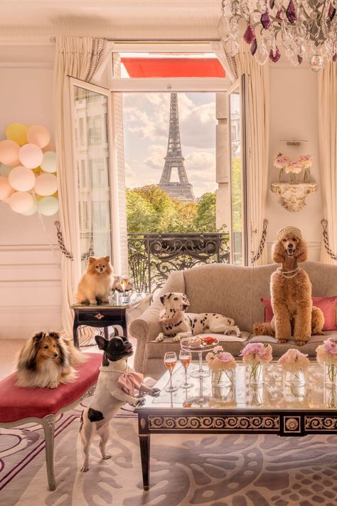 Indulge in a glamorous five-star stay with these Parisian pups in THE EIFFEL SUITE VIEW, HOTEL PLAZA ATHÉNÉE from Gray’s joyful Dogs of Paris series. Plaza Athenee Paris, Parisian Luxury, The Dog Star, Plaza Athenee, Blonde Girlfriend, Gray Malin, Fun Pictures, Paris Images, Abstract Photographs