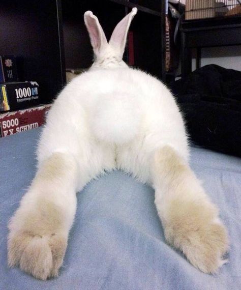 Bunny butts are the cutest! Bunny Butts, Cutest Bunny Ever, Aesthetic Animals, Bunny Images, Beautiful Rabbit, Animal Costumes, Bunny Pictures, Favorite Subject