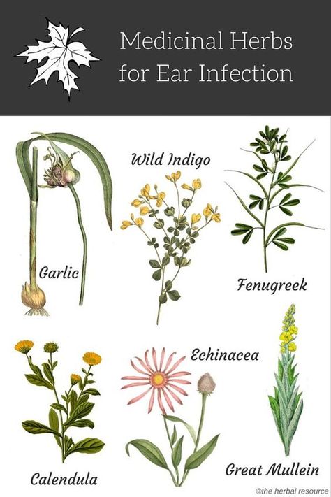 herbs for ear infections Remedies For Ear Infections, Medicinal Herbs Garden, Medical Herbs, Magia Das Ervas, Ear Infections, Holistic Health Remedies, Magic Herbs, Herbal Apothecary, Natural Healing Remedies