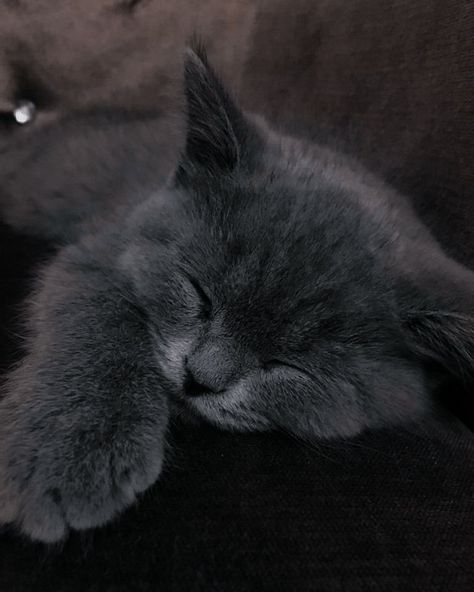 Grey Kitten, Gray Cat, Cute Cats Photos, Cat Icon, Cat Aesthetic, Cute Animal Photos, Cute Cats And Dogs, Silly Cats