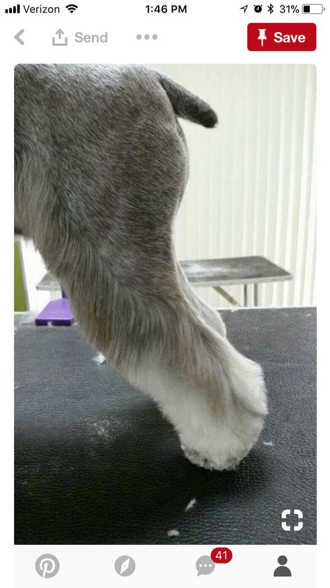 Schnauzer Cut, Dog Grooming Diy, Schnauzer Grooming, Dog Grooming Styles, Dog Grooming Shop, Creative Grooming, Dog Grooming Tips, Dog Grooming Salons, Miniature Schnauzer Puppies