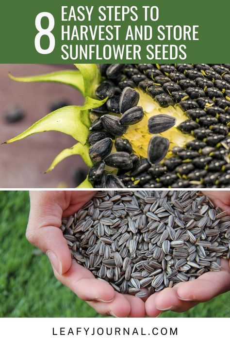 Discover the joy of harvesting and storing sunflower seeds with our easy 8-step guide!Learn how to gather and preserve these golden beauties for delicious snacks or planting next season. Harvesting Sunflower Seeds, Growing Sunflowers, Plant Problems, Delicious Snacks, How To Store, Sunflower Seeds, Outdoor Plants, Yummy Snacks, Easy Steps