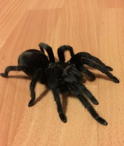 Pet Aesthetic, Pet Tarantula, Arachnids Spiders, Tarantula Spider, Big Spiders, Pet Spider, Pet Illustration, Pink Toes, Jumping Spider