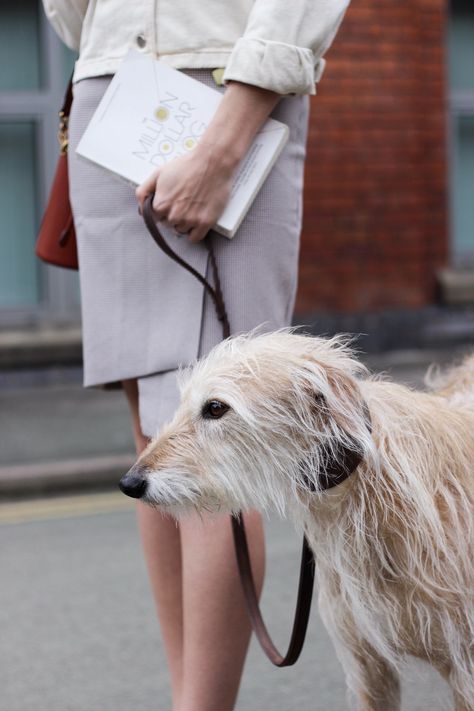 Long Haired Greyhound, Charlotte Buttrick, Brighton Townhouse, Dog Bread, Long Haired Dogs, Long Face, Dream Dog, Wardrobe Stylist, Adorable Dogs