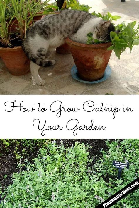 https://plantinstructions.com/plants/how-to-grow-catnip-in-your-garden/ How To Grow Catnip, Grow Catnip, Growing Catnip, Catnip Plant, Cat Garden, Herbs Indoors, Garden Care, Propagating Plants, Growing Herbs