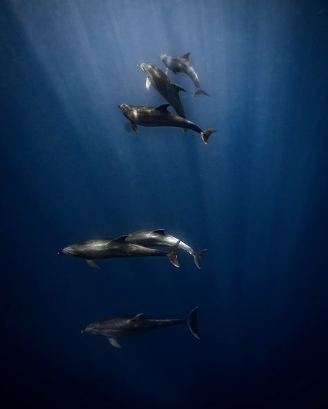 14 days of underwater fun in the Galápagos and 12,567 photos later, there's something truly magical about these islands. From days when the ocean greeted us with bumpy waves (and a huge pod of curious dolphins — see images 1 and 2) to early mornings when the water was glassy and smooth, with light rays piercing down to 10 meters deep (image 3). We even found ourselves in a tiny cove, surrounded by countless whitetip sharks—based on the photos and videos, I’d estimate at least 30. (In image ... Pod Of Dolphins, Deep Images, Early Mornings, Light Rays, Deep Ocean, See Images, Sharks, Early Morning, Dolphins