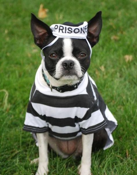 Bugg in Maumee, OH:    "Recently apprehended."    By April    Item Pictured:  Prisoner Dog Halloween Costume by Casual Canine Prison Outfit, Dog Halloween Costume, Boston Terrier Lover, Cops And Robbers, Dog Halloween Costumes, In Prison, Dog Halloween, Lovers And Friends, Funny Animal