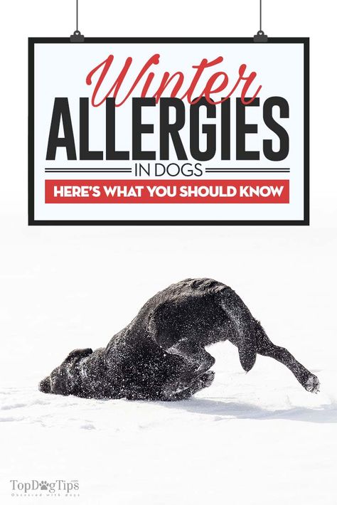 Top Winter Allergies in Dogs Winter Allergies, Cat Remedies, Allergies In Dogs, Dog Illnesses, Cat Medicine, Pet Remedies, Itchy Dog, Cat Supplements, Tips For Happy Life