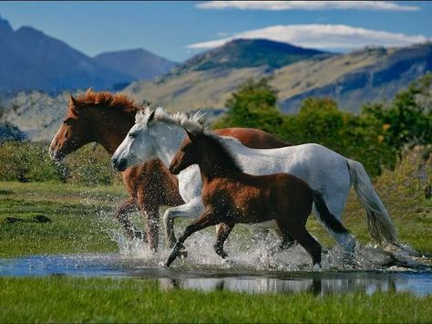 3 horses Horse Background, Horses Running, Beautiful Horse Pictures, Horse Wallpaper, Majestic Horse, Cutest Animals, Running Horses, All The Pretty Horses, Airbrush Art