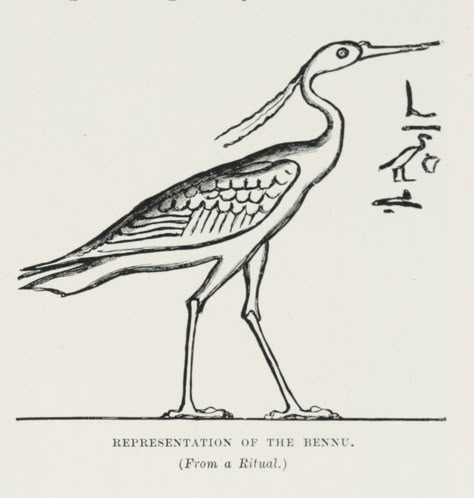 Mythological Creatures - Bennu - Wattpad Ancient Egyptian Deities, Egyptian Deity, Mythical Birds, Egypt Tattoo, Greek Mythology Tattoos, Legends And Myths, Egypt Art, Egyptian Mythology, Ancient Egyptian Art