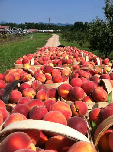 Peach Farm, Produce Farm, Homemade Peach Ice Cream, Georgia Food, Georgia Us, Peach Orchard, Georgia Peaches, Farmer Girl, Fruit Picking