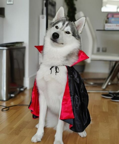 Husky Halloween Costumes, Dog Custumes, Creative Dog Costumes, Husky Outfits, 7 Halloween Costumes, Dogs Halloween Costumes, Cute Dog Outfits, Husky Costume, Diy Dog Costume