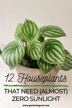 Tropical Foliage Plants, Zero Light Indoor Plants, Low Light Plants Indoor, Indoor Shade Plants, Plant Dragon, Houseplants Decor, Low Light House Plants, Creeping Fig, Household Plants